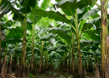 DAGDAG INVESTMENT: Swiss owned mining company eyes venturing into agriculture