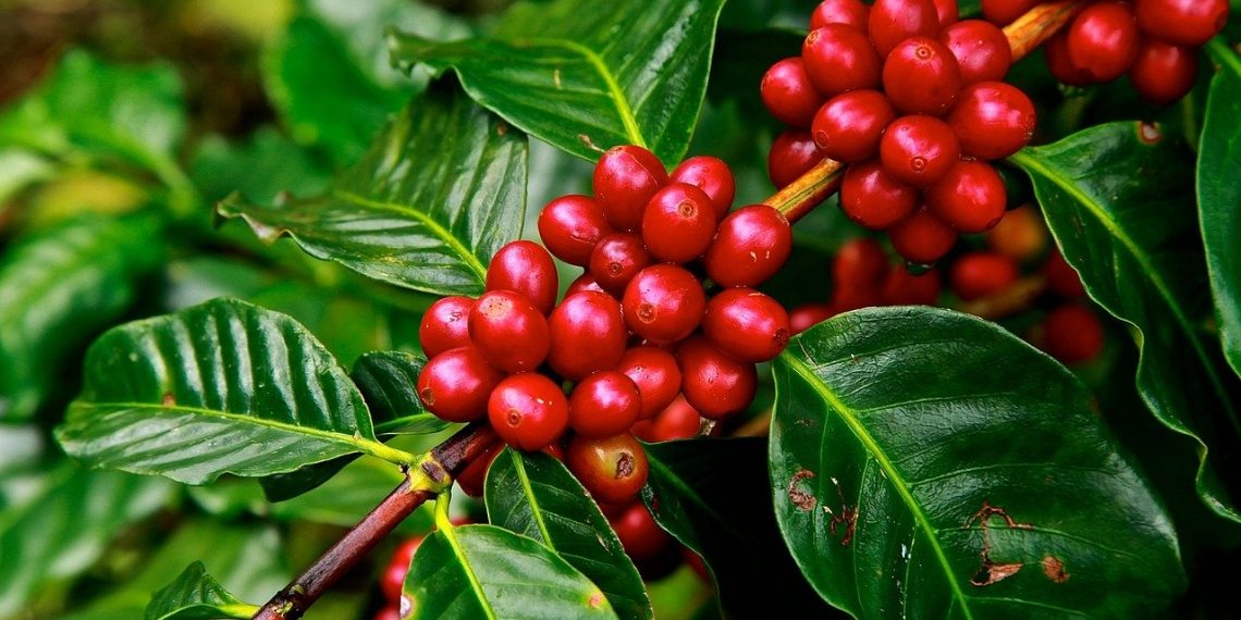 RTN ventures into coffee farming from mining areas
