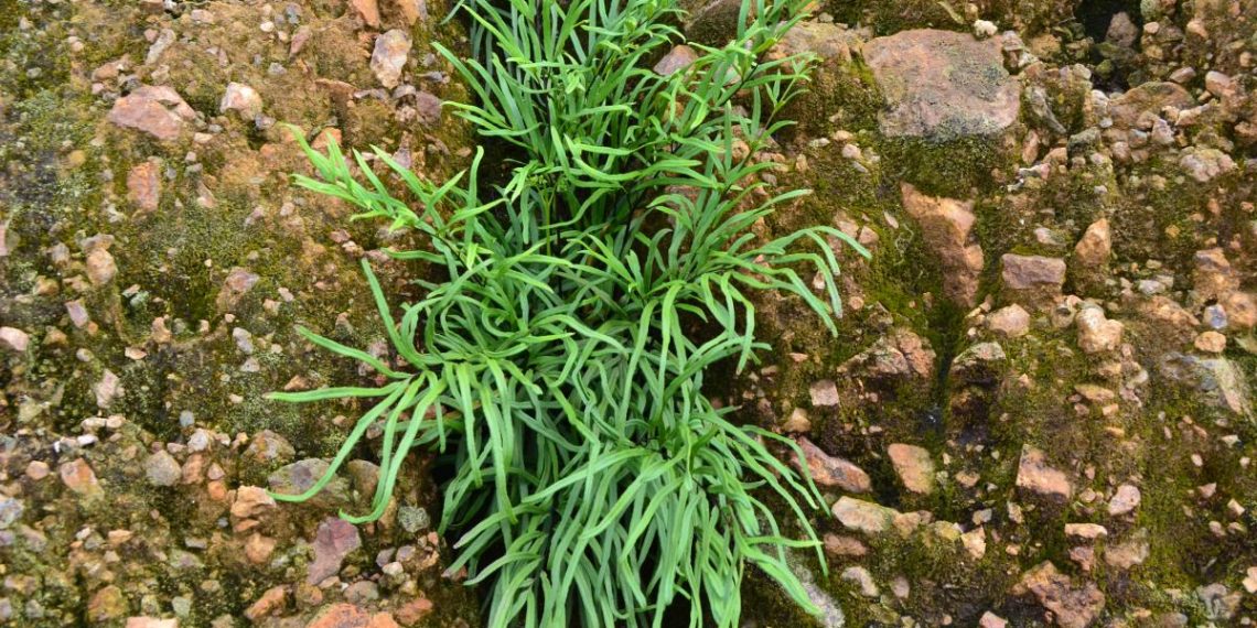 PH Fern: The key to effective mine site rehabilitation