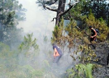 Fire destroys trees, saplings at Mount Pulag