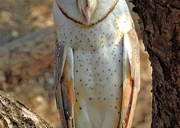 Barn owl spotted back in the wild