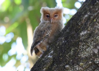 DENR-8 frees PH scops owl in Leyte